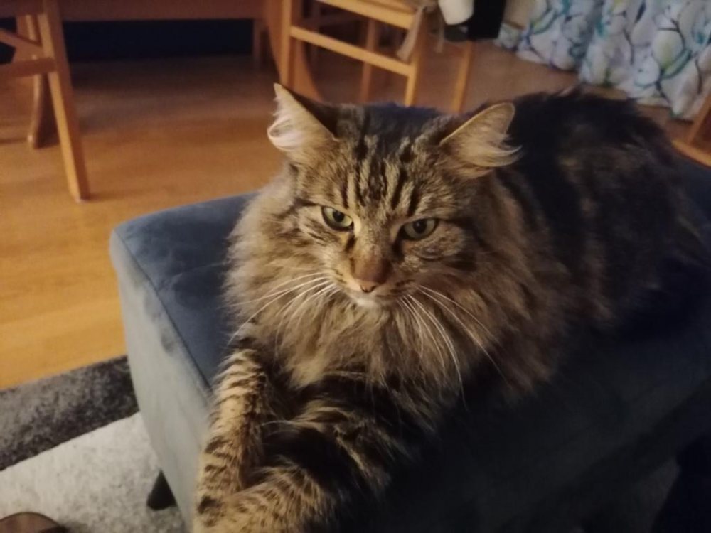 Mehr Info zu Amici alias Burli