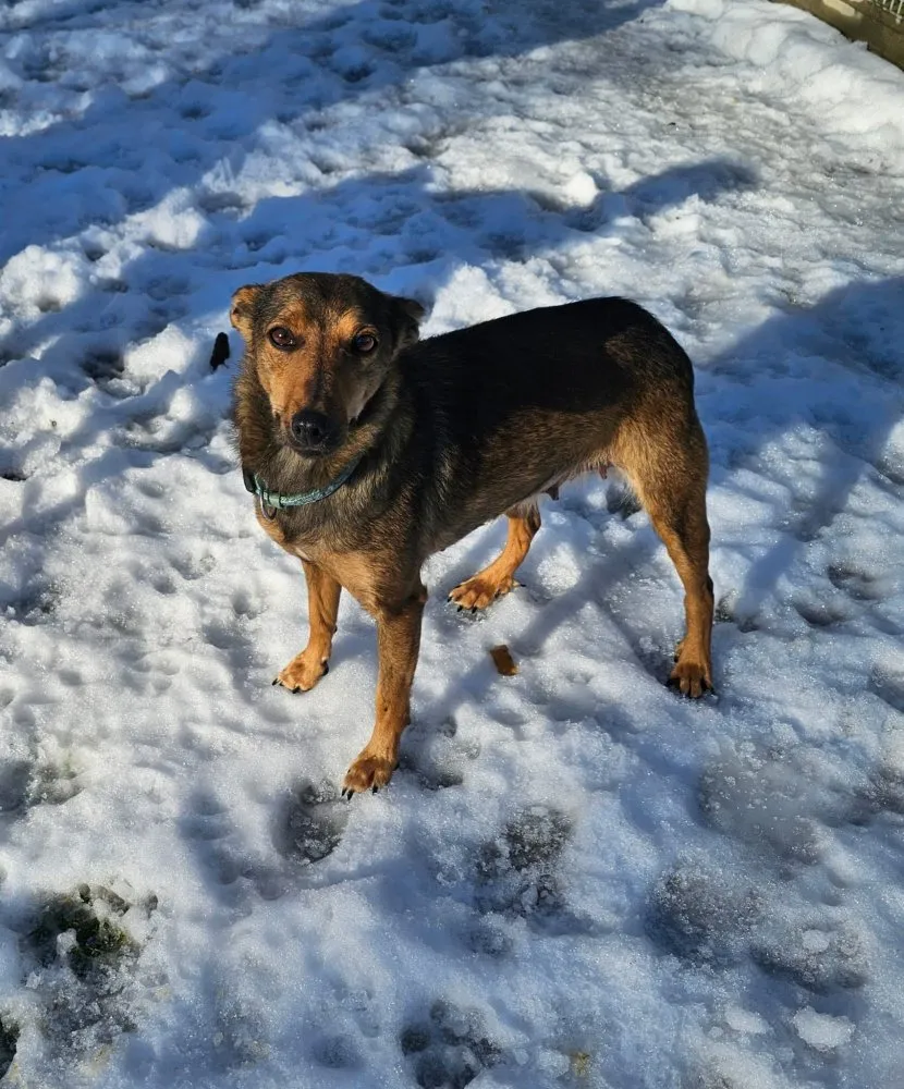 Mehr Info zu Rehlein und Bingo