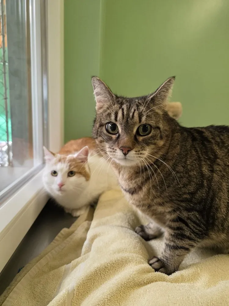 Mehr Info zu Indi und Bailey 