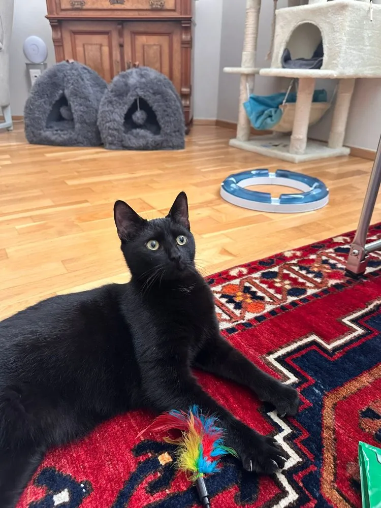 Mehr Info zu Kasimir und Shadow 