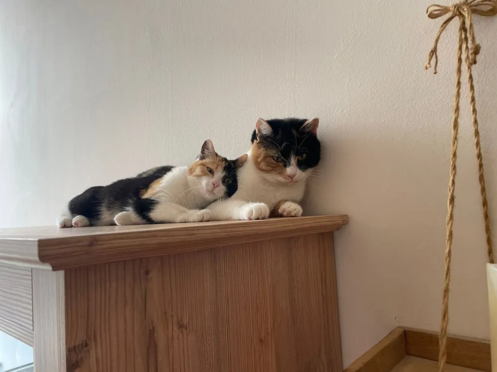 Mehr Info zu Madonna  mit Baby Sunny