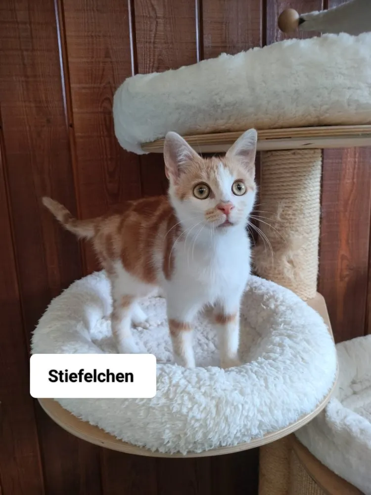 Stiefelchen und Fips