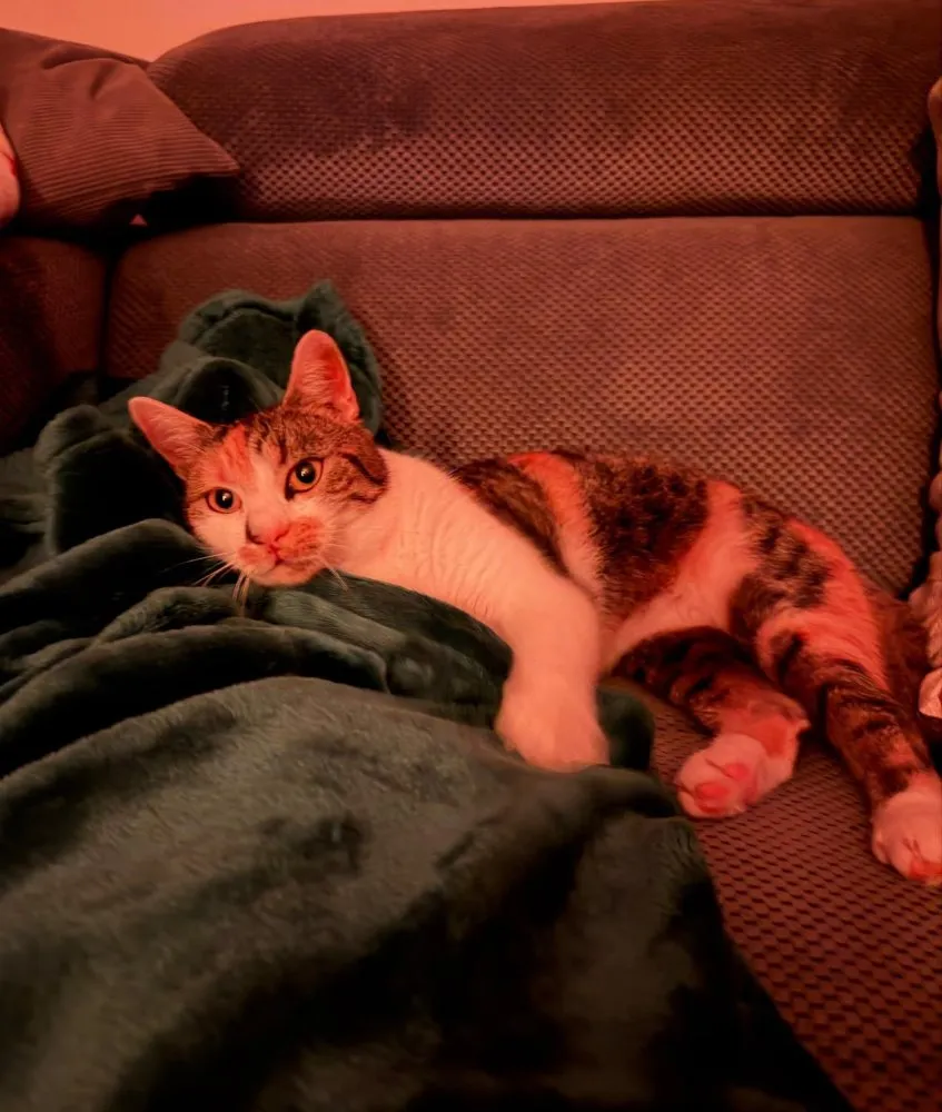 Mehr Info zu Mori alias Pamina 