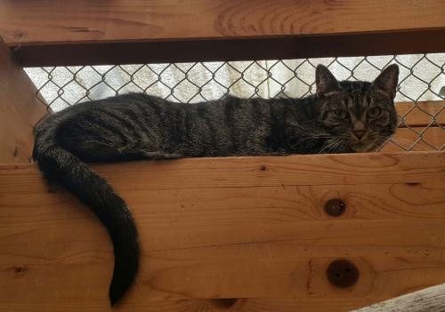 Mehr Info zu Whiskas