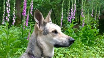 WIE ALLES BEGANN  . . . 