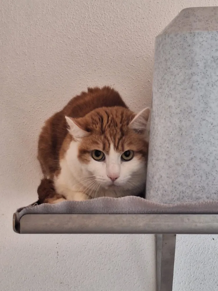 Kater Bibo