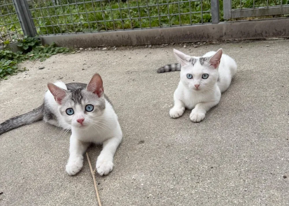 Priscilla und Calimero