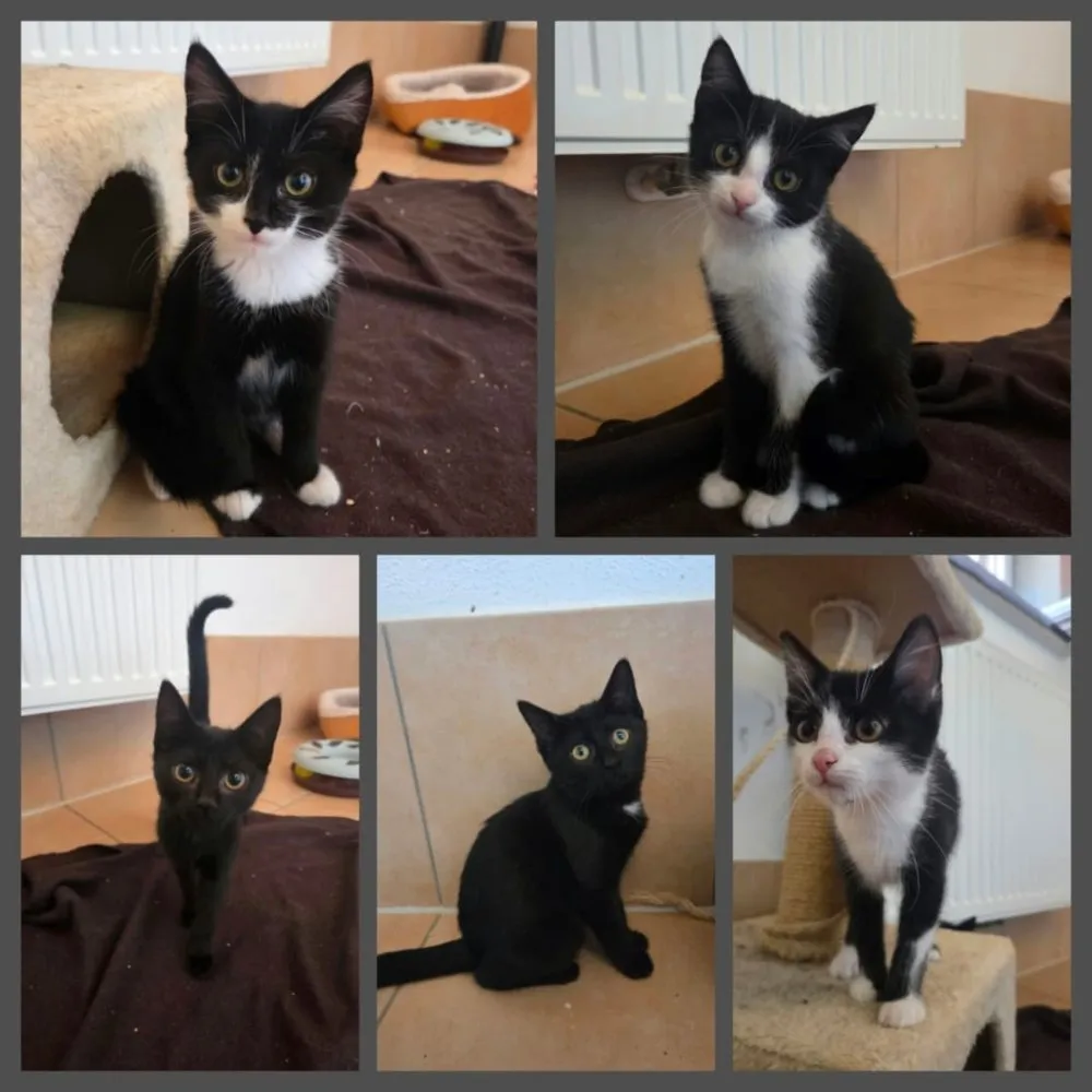 Mehr Info zu Lotti, Mira, Pippa, Oreo und Oskar