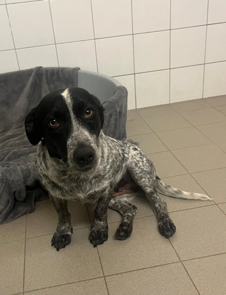 Bianca Trixie Bessy und Lea