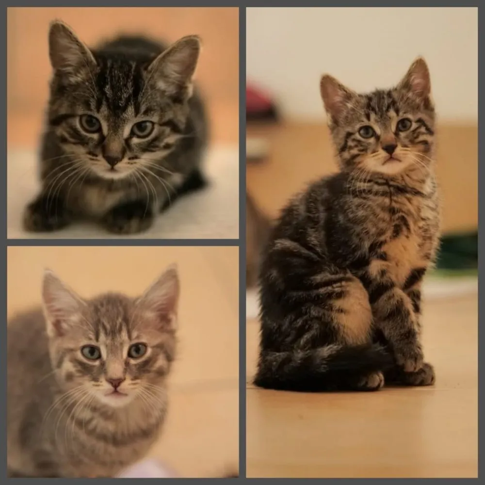 Katzenkinder
