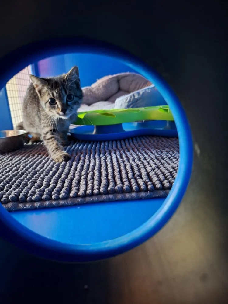 3 Fundkatzen