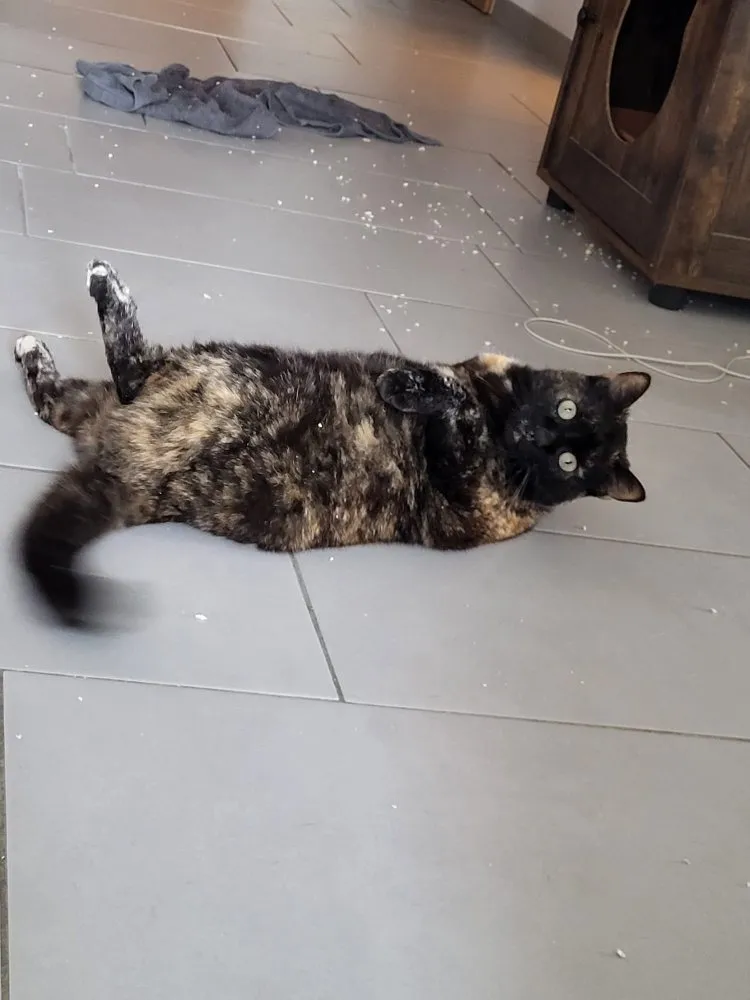 Katze Mietz