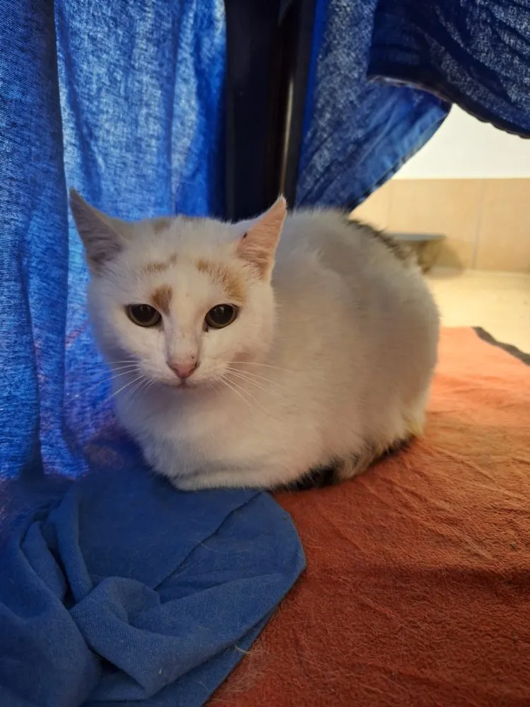 Mama Elvira
