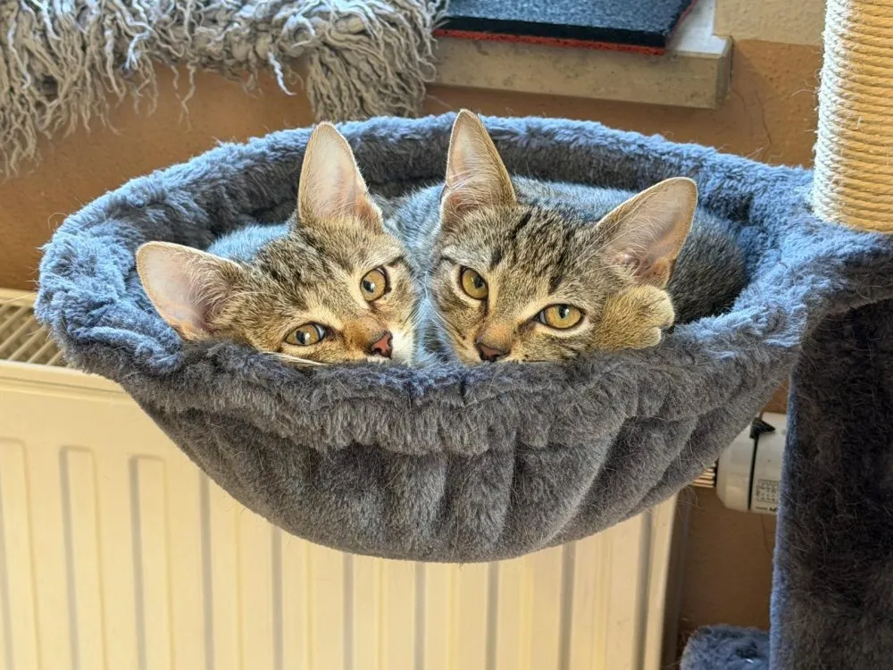 Wilma und Frieda