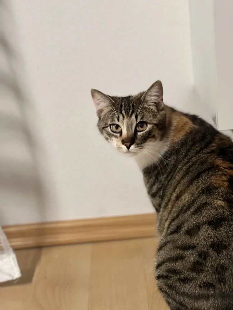 Filou und Nala