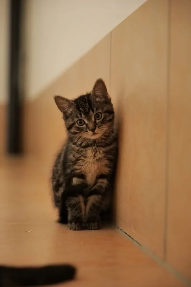 Katzenbabys