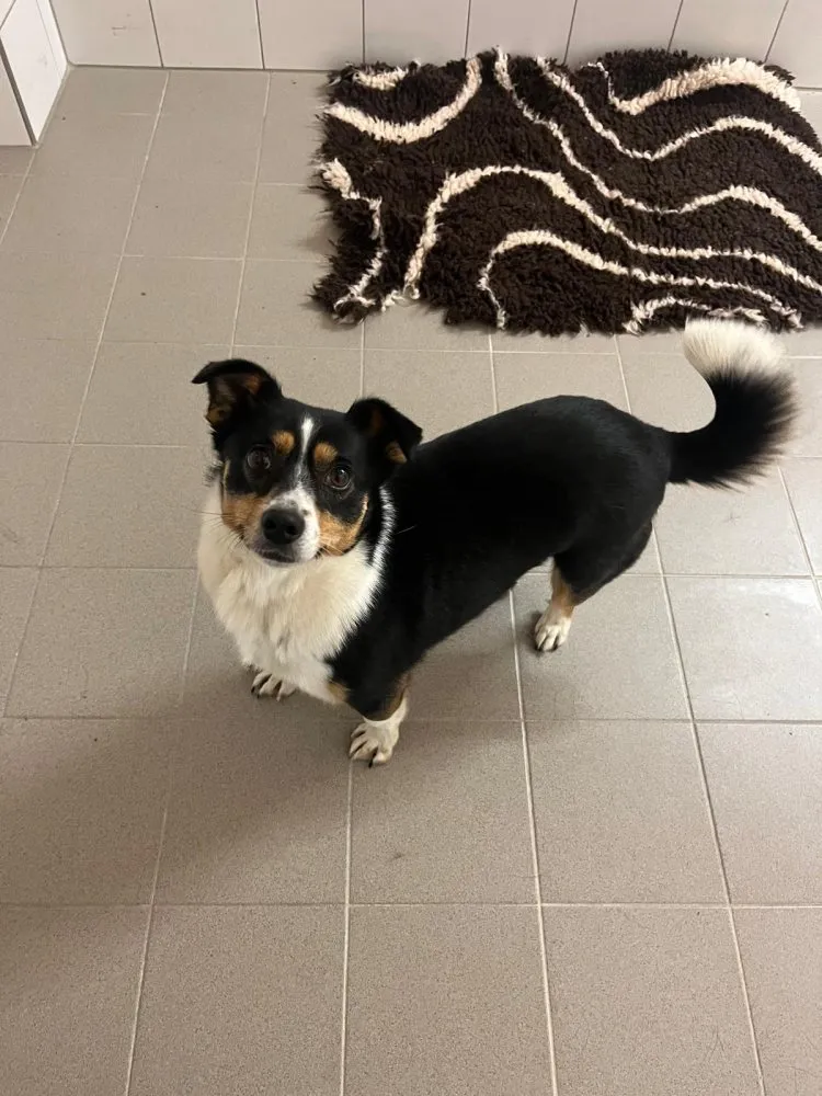 Bianca Trixie Bessy und Lea